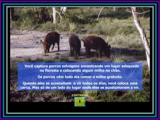 Você captura porcos selvagens encontrando um lugar adequado
          na floresta e colocando algum milho no chão.
         Os porcos vêm todo dia comer o milho gratuito.
 Quando eles se acostumam a vir todos os dias, você coloca uma
cerca. Mas só de um lado do lugar onde eles se acostumaram a vir.

                           CONTINUAR
 