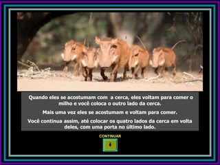 Quando eles se acostumam com a cerca, eles voltam para comer o
           milho e você coloca o outro lado da cerca.
     Mais uma vez eles se acostumam e voltam para comer.
Você continua assim, até colocar os quatro lados da cerca em volta
              deles, com uma porta no último lado.
                            CONTINUAR
 