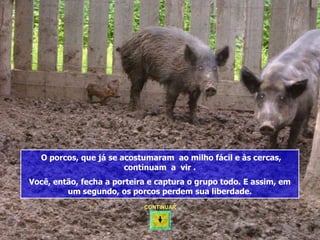 O porcos, que já se acostumaram ao milho fácil e às cercas,
                       continuam a vir .
Você, então, fecha a porteira e captura o grupo todo. E assim, em
         um segundo, os porcos perdem sua liberdade.
                            CONTINUAR
 