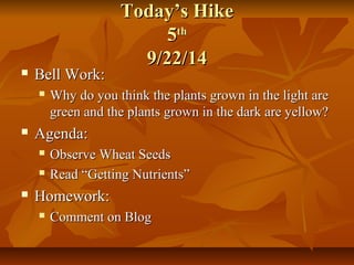 TTooddaayy’’ss HHiikkee 
55tthh 
99//2222//1144 
 BBeellll WWoorrkk:: 
 WWhhyy ddoo yyoouu tthhiinnkk tthhee ppllaannttss ggrroowwnn iinn tthhee lliigghhtt aarree 
ggrreeeenn aanndd tthhee ppllaannttss ggrroowwnn iinn tthhee ddaarrkk aarree yyeellllooww?? 
 AAggeennddaa:: 
 OObbsseerrvvee WWhheeaatt SSeeeeddss 
 RReeaadd ““GGeettttiinngg NNuuttrriieennttss”” 
 HHoommeewwoorrkk:: 
 CCoommmmeenntt oonn BBlloogg 
 