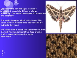 Clothes moths can damage a wardrobe
investment, especially if there is a large
infestation. The moths themselves do not eat wool
and cashmere.
The moths lay eggs, which hatch larvae. The
larvae then eat the cashmere and wool for the
nutrients they need.
The fabric itself is not all that the larvae are after;
they will find nourishment from food crumbs,
drinks, sweat and even urine spots
Read more:
 