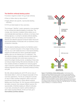16
Antigendetection
The SiteClick antibody labeling system
•	Contains reagents to label 100 µg of IgG antibody
•	Easy-to-follow step-by-step protocol
•	Highly efficient site-specific, reproducible labeling
chemistry
•	R-PE and Qdot labels for flow cytometry
The Invitrogen™
SiteClick™
system represents a new paradigm
for the universal site-selective labeling of antibodies. This
modular, click chemistry–mediated method allows you to
enzymatically label essentially any antibody on its heavy chain
N-linked glycans. In contrast to standard antibody labeling
techniques, which can be tedious and inconsistent, the
SiteClick site-selective approach produces highly robust and
reproducible labeling of antibodies with an impressive choice
of detection molecules.
The site-selective labeling provided by the SiteClick system
(Figure 17) prevents disruption of the antigen-binding domain
that can occur with traditional amine or thiol reactive labeling
reagents and eliminates the need to genetically engineer
labeling sites into the antibody prior to modification. This
site-selective strategy is especially important when labeling
monoclonal antibodies that contain lysine residues in or
around the antigen-binding domain, as labeling of these sites
can disrupt antigen binding. Monoclonal antibodies can also
have variable sensitivity to disulfide bond–reducing agents
used in reductive cysteine labeling, leaving partially dissociated
antibody fragments that result in decreased antibody binding
and yield.
We offer antibody labeling kits with R-PE and an array of
Qdot labels (Table 7), which are designed especially for flow
cytometry applications. The kits are configured to provide
an easy-to-follow workflow designed to allow novice and
experienced scientists alike to obtain efficient antibody
labeling every time (Figure 18). And, because antibody glycans
are highly conserved, even between different species, the
reproducibility of SiteClick labeling for different antibodies
is very high, precluding the need to optimize labeling of
each newly acquired antibody. To find out more, go to
thermofisher.com/flow-siteclick
Figure 17. The SiteClick antibody labeling system. The first step in the
SiteClick antibody labeling process involves removal of terminal galactose
residues from heavy chain N-linked glycans using β-galactosidase, exposing
essentially all possible modifiable GlcNAc residues. Second, the free terminal
GlcNAc residues are activated with azide tags by enzymatic attachment of
GalNAz to the terminal GlcNAc residues using the GalT(Y289L) enzyme. In the
third step, the azide residues are reacted with the dibenzocyclooctyne (DIBO)-
functionalized probe of choice (e.g., Alexa Fluor 488 DIBO alkyne). The average
degree of labeling is 3–3.5 labels per antibody.
N3
N3
N3
N3
Azide-activated antibody
Antibody
• Polyclonal
• Monoclonal
• Recombinant
Site-selectively
labeled antibody
β-Galactosidase
GalT(Y289L)
UDP-GalNAz
DIBO alkyne label
 