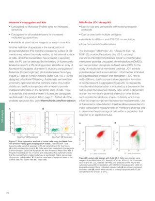 26
Annexin V conjugates and kits
• Conjugated to Molecular Probes dyes for increased
sensitivity
• Conjugates for all available lasers for increased
multiplexing capabilities
• Available as stand-alone reagents or easy-to-use kits
Another hallmark of apoptosis is the translocation of
phosphatidylserine (PS) from the cytoplasmic surface of cell
membranes, where it normally resides, to the external surface
of cells. Once this translocation has occurred in apoptotic
cells, the PS can be detected by the binding of fluorescently-
labeled annexin V, a PS-binding protein. We offer an array of
fluorescent conjugates of annexin V, including conjugates of
Molecular Probes bright and photostable Alexa Fluor dyes
(Figure 27) and an Annexin-binding Buffer (Cat. No. V13246)
designed to facilitate PS binding. Additionally, we have flow
cytometry–optimized kits that combine some of our other
viability and cell function probes with annexin to provide
multiparametric data on the apoptotic state of cells. Three
of those kits and several annexin V fluorescent conjugates
are featured in the product list on page 31. To find all of the
available apoptosis kits, go to thermofisher.com/flow-annexin
MitoProbe JC-1 Assay Kit
• Easy to use and compatible with existing research
protocols
• Can be used with multiple cell types
• Available for 488 nm and 633/635 nm excitation
• Low compensation alternatives
The Invitrogen™
MitoProbe™
JC-1 Assay Kit (Cat. No.
M34152) provides the cationic dye JC-1, carbonyl
cyanide 3-chlorophenylhydrazone (CCCP, a mitochondrial
membrane–potential uncoupler), dimethylsulfoxide (DMSO),
and concentrated phosphate-buffered saline (PBS) for the
study of mitochondrial membrane potential. JC-1 exhibits
potential-dependent accumulation in mitochondria, indicated
by a fluorescence emission shift from green (~529 nm) to
red (~590 nm), due to concentration-dependent formation
of red-fluorescent J-aggregates (Figure 28). Consequently,
mitochondrial depolarization is indicated by a decrease in the
red-to-green fluorescence intensity ratio, which is dependent
only on the membrane potential and not on other factors
such as mitochondrial size, shape, or density, which may
influence single-component fluorescence measurements. Use
of fluorescence ratio detection therefore allows researchers to
make comparative measurements of membrane potential and
to determine the percentage of cells within a population that
respond to an applied stimulus.
xa Fluor™
488 fluorescenceAle
100
101
102
103
104
100
101
102
103
104
100
101
102
103
104
Propidiumiodidefluorescence
Propidiumiodidefluorescence
xa Fluor™
488 fluorescenceAle
100
101
102
103
104
AA
D
V
D
V
Figure 27. Flow cytometric analysis of Jurkat cells using the Alexa Fluor
488 annexin V conjugate and propidium iodide. Jurkat human T cell
leukemia cells were first exposed to 10 μM camptothecin for four hours
(A) or left untreated (as control, B). Cells were then treated with the reagents
in the Invitrogen™
Dead Cell Apoptosis Kit with Annexin V Alexa Fluor 488 &
Propidium Iodide (Cat. No. V13245) and analyzed by flow cytometry. Note
that the camptothecin-treated cells have a significantly higher percentage
of apoptotic cells (labeled “A”) than the basal level of apoptosis seen in the
control cells. V = viable cells; D = dead cells.
xa Fluor™
488 fluorescenceAle
100
101
102
103
104
100
101
102
103
104
100
101
102
103
104
Propidiumiodidefluorescence
Propidiumiodidefluorescence
xa Fluor™
488 fluorescenceAle
100
101
102
103
104
AA
D
V
D
V
A B
JC-1 green fluorescence - BL1-H
JC-1redfluorescence-BL-3
JC-1 green fluorescence - BL1-H
JC-1redfluorescence-BL-3
JC-1 green fluorescence
JC-1redfluorescence
Untreated
A
JC-1 green fluorescence - BL1-H
JC-1redfluorescence-BL-3
JC-1 green fluorescence - BL1-H
JC-1redfluorescence-BL-3
JC-1 green fluorescence
JC-1redfluorescence
Treated
B
Figure 28. Jurkat cells stained with 2 μM JC-1. Cells were stained using
reagents in the MitoProbe JC-1 Assay Kit (Cat. No. M34152) for 20 minutes
at 37°C and 5% CO2
, washed with PBS, and analyzed on the Attune flow
cytometer using 488 nm excitation with 530/30 nm bandpass and >640 nm
longpass emission filters. Untreated cultured cells (A) are shown compared
to treated cells (B), which were induced to undergo apoptosis with 10 μM
camptothecin for 5 hours at 37°C.
Cellanalysis
 