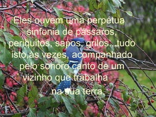 Eles ouvem uma perpétua sinfonia de pássaros, periquitos, sapos, grilos...tudo isto,às vezes, acompanhado pelo sonoro canto de um vizinho que trabalha  na sua terra. 