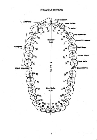 PERMANENT DENTITION
 