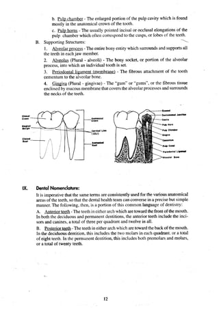 b. Pulv chamber - The enlarged portion of the pulp cavity which is found
mostly in the anatomical crown of the tooth.
c. Pulp horns - The usually pointed incisal or occlusal elongations of the
pulp chamber which often correspond to the cusps, or lobes of the teeth.
B. Supporting Structures: 1
1. Alveolarurocess - The entire bony entity which surrounds and supportsall
the teeth in eachjaw member.
2. Alveolus (Plural - alveoli) - The bony socket, or portion of the alveolar
process, into which an individual tooth is set.
3. Periodontal ligament
- (membrane) - The fibrous attachment of the tooth
cementum to the alveolar bone.
4. Gingiva (Plural - gingivae) - The "gum" or "gums", or the fibrous tissue
enclosedby mucousmembranethat covers the alveolarprocessesand surrounds
the necks of the teeth.
CIIniCaI
Crown Anotomicai
crown
Qingivai
Marpinz
E
k
Z
7
$
&
......,....... . .. .
CUV~CDI
(CEJ) ~ i n e
Clinical i ?
. i
. .
. . .
Root : :
: : . : :
. .
, . . .
. . .
. . i
. . .
. .
. . . .
. . . .
periodontal L I O W
Alveolar Bone
IX. Dental Nomenclature:
It is imperativethat the same terms are consistently used for the various anatomical
areas of the teeth, so that the dental health team can conversein a precise but simple
manner. The following, then, is a portion of this common language of dentistry:
A. Anteriorteeth -Theteeth in either arch which are toward the front of the mouth.
In both the deciduous and permanent dentitions, the anterior teeth include the inci-
sors and canines, a total of three per quadrant and twelve in all.
B. Posteriorteeth - The teeth in either arch which aretoward the back of the mouth.
In the deciduous dentition, this includes the two molars in each quadrant. or a total
of eight teeth. In the permanent dentition, this includes both premolars and molars,
or a total of twenty teeth.
 