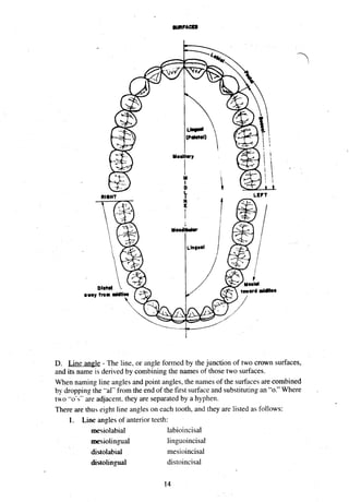 D. Line angle - The line, or angle formed by the junction of two crown surfaces,
and its name is derived by combining the names of those two surfaces.
When naming line angles and point angles, the names of the surfaces are combined
by dropping the '.al" from the end of the first surfaceand substitutingan "0." Where .
ta o ..o'," are adjacent. they are separated by a hyphen.
There are thu, r~ght
line angles on each tooth, and they are listed as follows:
1. Line angles of anterior teeth:
mesiolabial labioincisal
mesiolingual linguoincisal
distolabial mesioincisal
distolingual distoincisal
 
