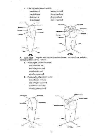 2. Line angles of posterior teeth:
mesiobuccal bucco-occlusal
mesiolingual linguo-occlusal
distobuccal disto-occlusal
distolingual mesio-occlusal
rmnb. LlM A q h .
Un* 4qh.
E. Point angle
- - The point which is thejunction of three crown surfaces,and takes
the name of those three surfaces.
1. Point angles of anterior teeth:
mesiolabioincisal
mesiolinguoincisal
distolabioincisal
distolinguoincisal
2. Point angles of posterior teeth:
mesiobucco-occlusal
mesiolinguo-occlusal
distobucco-occlusal
distolinguo-occlusal
M
"
1
.
l Lab01
InRb,
Wnt A q h .
 