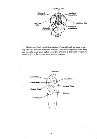 BuccalCusp Ridge
1
Mesiobuccal
' InclinedPlane
.
.
-.
"- Mesial
Mesiolingual
InclinedPlane
ICusp Ridge
 Lingualcusp
Ridge
5. Mamelons - Small,roundedprojections of enamelwhich arefound in vary-
ing sizes and numbers on the incisal ridges of recently erupted incisors. They
are normally worn away rather soon after eruption, if the tooth contacts its
antagonist(s) in the opposite arch when in function.
Mamrlonr
Contact Area
Marginal Ridge
Cingulum
 