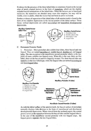 Evidence for the presence of the three labial lobes is sometimesfound on the incisal
edge of newly erupted incisors in the form of mamelons, which are the slightly
rounded incisal terminations of the labial lobes. When the incisors are in functional
occlusion, the mamelons are abraded away soon after eruption, but may still be
visible, even in adults, when the incisor has not been in active occlusion.
Further evidence of separationof the labial lobes of all anterior teeth is found in the
form of two shallow depressions in the incisal portion of the labial surface. These
linear, vertical depressions are called mesiolabial and distolabial developmental
dewessions.
Maxillary Central Incisor
Maxillary Central Incisor
1 D~stolab~al
lobe
L
a
l
n
a
l
D
e
v
e
l
o
p
m
e
n
t
a
l
2 M~ddle
Lob~oi
lobe
Depresslans 3 Mes~olab~al
lobe
4 L~ngual
lobe
lmbr~cat~on
Lines
C. Permanent Posterior Teeth:
1. Premolars - Most premolars also exhibit four lobes, three buccal and one
lingual. They are named mesiobuccal, middle buccal, distobuccal, and lingual
lobes.The one exception is the mandibular second premolar which, in the ma-
jority of cases, exhibits two lingual cusps. When this is the case, there are five
lobes, three on the buccal and two lingually located. The three buccal lobes are
named as in the four-lobedtype, whilethe linguallobes are termed mesiolingual
and distolingual lobes.
Distobuccal
Developmental
Depression Depress~on
~ C e n t m l
Groove
Maxillary Premolar (4 Lobes)
Maxillary First Premolar
1 D~stobucca
lobe
2 Middle Buccal lobe
3 Mes~obuccal
lobe hlksiobuccal Distokrccul
4 L~nguol
lobe
Depresskn Depression
Central Groova
Lingual
Groove
MandibularSecond Premolar (5 Lobes)
As with the labial surface of the anterior teeth, the buccal surface of premolars
normally displays lobe division in the form of mesiobuccal and distobuccal
developmentaldepressions.When viewed from the occlusal aspect, the central
grooveserves as the separationbetween the buccal lobes and the linguallobe(s).
In the case of the mandibular second premolar with two lingual cusps, the
lingual groove separates the two lingual lobes.
 