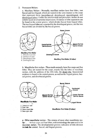 Permanent Molars:
a. Maxillary Molars - Normally, maxillary molars have four lobes, two
buccal and two lingual, which are named in the same manner as the cusps
that represent them (mesiobuccal, distobuccal, mesiolineual, and
distolingual lobes). Unlike the anterior teeth and premolars, molars do not
exhibit facial developmentaldepressions. Evidence of lobe separation can
be found in the central groove, which divides buccal from lingual lobes.
The two lingual lobes are separatedby the distolingual groove,and the two
buccal lobes are divided by the buccal groove.
Buccol Groove
/
Maxillary First Molar
1 Mesiobuccal lobe
2 D~stobuccal
lobe
3 Mes~ollngual
lobe
4 D~stol~ngual
lobe
Distal Portion Mesial Portion
CentralGroove Centrol Groove
/
DlstdinguolGroom
Maxillary First Molar (4Lobes)
b. Mandibular first molars - These teeth normally have five cusps and five
lobes. They are named for the cusps, exactly like the lobes of maxillary
molars, with the addition of the fifth lobe, the distal lobe. Separational
evidenceis found in the central groove, as well as the lingual groove,buc-
cal groove, and distobuccal groove.
~~stobuccol
Groove
Mesial Portion Distal Port~on
Central Groove . Central Groove
Mondibrkr FirstMdar Lingual Groove
Mandibular First Molar (5 Lobes)
c. amandibular molars - The crowns of most other mandibular mo-
lar. . - n t iour CUSPS and four lobes, with terminologythe sameas it is for
maxiiiaq molars. The developmental grooves indicative of lobe division
include the central. buccal, and lingual grooves.
 