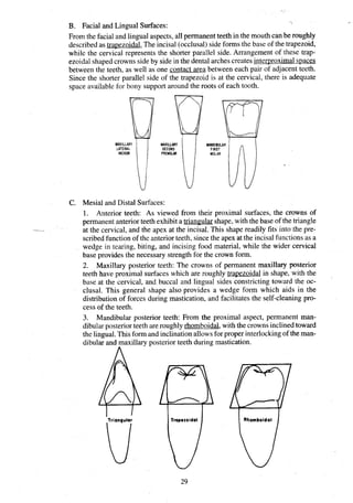 B. Facial and Lingual Surfaces:
From the facial and lingual aspects, all permanentteeth in the mouth can be roughly
described as travezoidal.The incisal (occlusal)side forms the base of the trapezoid,
while the cervical represents the shorter parallel side. Arrangement of these trap-
ezoidal shaped crowns sideby side in the dental archescreates interproximalspaces
between the teeth, as well as one contact area between each pair of adjacent teeth.
Since the shorter parallel side of the trapezoid is at the cervical, there is adequate
space available for bony support around the roots of each tooth.
MAXILLMY
SECOND
PREMOLM
i::
MANDIBULAR
FIRST
MOLAR
C. Mesial and Distal Surfaces:
1. Anterior teeth: As viewed from their proximal surfaces, the crowns of
permanent anterior teeth exhibit a triangular shape, with the base of the triangle
m
at the cervical, and the apex at the incisal. This shape readily fits into the pre-
scribedfunction of the anterior teeth, sincethe apex at the incisal functions as a
wedge in tearing, biting, and incising food material, while the wider cervical
base provides the necessary strength for the crown form.
2. Maxillary posterior teeth: The crowns of permanent maxillary posterior
teeth have proximal surfaces which are roughly trapezoidal in shape, with the
base at the cervical, and buccal and lingual sides constricting toward the oc-
clusal. This general shape also provides a wedge form which aids in the
distribution of forces during mastication, and facilitates the self-cleaning pro-
cess of the teeth.
3. Mandibular posterior teeth: From the proximal aspect, permanent man-
dibularposteriorteeth are roughly rhomboidal,with the crowns inclinedtoward
the lingual.This form and inclinationallowsfor properinterlockingof the man-
dibular and maxillary posterior teeth during mastication.
A
Trapezoidal
 