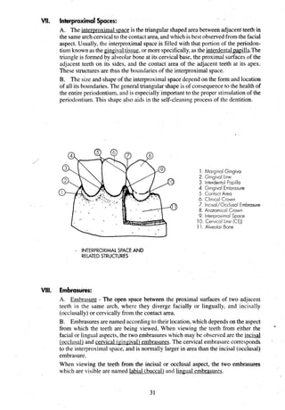 WI. lnterproximalSpaces:
A. The interuroximal mace is the triangular shaped area between adjacent teeth in
the samearch cervical to the contact area,and which is best observedfrom the facial
aspect. Usually, the interproximal space is filled with that portion of the periodon-
tium known as the gingivaltissue, or more specifically,as the interdentalpapilla.The
triangle is formed by alveolarbone at its cervical base, the proximal surfaces of the
adjacent teeth on its sides, and the contact area of the adjacent teeth at its apex.
These structures are thus the boundaries of the interproximal space.
B. The size and shape of the interproximal space depend on the form and location
of all its boundaries.The general triangular shape is of consequence to the health of
the entire periodontium, and is especially important to the proper stimulationof the
periodontium.This shape also aids in the self-cleaningprocess of the dentition.
1. Marginal Gingiva
2. Gingival Line
3. Interdental Papilla
4. Gingival Embrasure
5 . Contact Area
6. Clin~cal
Crown
7. Incisal/Occlusal Embrasure
8. Anatomical Crown
9. lnterproximal Space
10.Cervical Line [CEJ)
1 1. Alveolar Bone
- INTERPROXIMAL SPACE AND
RELATED STRUCTURES
VIII. Embrasures:
A. Embrasure - The open space between the proximal surfaces of two adjacent
teeth in the same arch, where they diverge facially or lingually, and incisally
(occlusally) or cervically from the contact area.
B. Embrasures are named accordingto their location, which depends on the aspect
from which the teeth are being viewed. When viewing the teeth from either the
*
facial or lingual aspects, the two embrasures which may be observed are the incisal
(occlusal) and cervical (gingival)embrasures. The cervical embrasure corresponds '
to the interproximal space, and is normally larger in area than the incisal (occlusal)
embrasure.
When viewing the teeth from the incisal or occlusal aspect, the two embrasures
which are visible are named labial (buccal) and lingual embrasures.
 