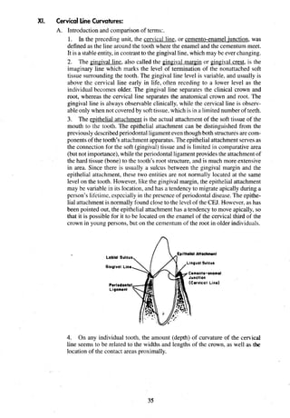 XI. Cervical Line Curvatures:
A. Introduction and comparison of terms:.
1. In the preceding unit, the cervical line, or cemento-enamel junction, was
defined as the line around the tooth where the enamel and the cementum meet.
It is a stable entity, in contrast to the gingival line, which may be ever changing.
2. The gingival line, also called the gingival margin or gingival crest, is the
imaginary line which marks the level of termination of the nonattached soft
tissue surrounding the tooth. The gingival line level is variable, and usually is
above the cervical line early in life, often receding to a lower level as the
individual becomes older. The gingival line separates the clinical crown and
root, whereas the cervical line separates the anatomical crown and root. The
gingival line is always observable clinically, while the cervical line is observ-
able only when not covered by soft tissue, which is in a limited number of teeth.
3. The epithelial attachment is the actual attachment of the soft tissue of the
mouth to the tooth. The epithelial attachment can be distinguished from the
previously described periodontal ligament even though both structures are com-
ponents of the tooth's attachment apparatus. The epithelial attachment serves as
the connection for the soft (gingival) tissue and is limited in comparative area
(but not importance), while the periodontal ligamentprovides the attachment of
the hard tissue (bone) to the tooth's root structure, and is much more extensive
in area. Since there is usually a sulcus between the gingival margin and the
epithelial attachment, these two entities are not normally located at the same
level on the tooth. However, like the gingival margin, the epithelial attachment
may be variable in its location, and has a tendency to migrate apically during a
person's lifetime, especially in the presence of periodontal disease. The epithe-
lial attachment is normally found close to the level of the CEJ. However, as has
been pointed out, the epithelial attachment has a tendency to move apically, so
that it is possible for it to be located on the enamel of the cervical third of the
crown in young persons, but on the cementum of the root in older individuals.
Epithelial Anachment
Labial Sulcua
 ,Llnguol Sulcua
/ Junction
4. On any individual tooth, the amount (depth) of curvature of the cenical
line seems to be related to the widths and lengths of the crown, as well as the
location of the contact areas proximally.
 