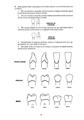 B. Some general rules concerning cervical line contours in normal dentitions are
as follows:
1. The cervical line is normally curved (convex) or bulges toward the apical
on the facial and lingual surfaces of teeth.
2. The cervical line is normally curved (convex) toward the incisal (occlusal)
on the mesial and distal surfaces of teeth.
DIRECTIONOF
CURVATURE
3. The amount (depth) of cervical line curvature on any individual tooth is
normally greater on the mesial, as compared to the distal surface.
f? C
U
R
V
A
T
U
R
E
DEPTHOF
4. Cervical lines on adjacent proximal surfaces of adjacent teeth have ap-
proximately the same depth of curvature.
5. The depth of the curvature on all surfaces is greatest on central incisors,
and decreases posteriorly.
CENTRAL INCISOR hwL'
DISTAL MESIAL LINGUAL LABIAL
PREMOLAR RPQQ

WTAL MESIAL LINGUAL BUCCAL
. . .
W U
BUCCAL
DISTAL MESIAL
 