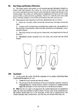 XV. Root Shape and Number of Branches:
A. The shape, length, and number of root branches are also intimately related to a
tooth's form and function. The canine, by virtue of its location in the arch, and
its evolutionaryfunctionas the fang of carnivores,has the longest and strongestroot
in both arches. The molars are multirooted to complement the increased size of the
occlusal table, as they function in grinding. And so it is with all tooth roots; their
form is directly related to crown form, placement in the arch, and function.
B. Some general rules regarding tooth roots and branches are as follows:
1. Roots are normally widest toward the cervical area and taper toward the
apex.
2. Anterior teeth and premolars normally have single roots. An exception is
the maxillary first premolar, which normally exhibits two root branches, a buc-
cal and a lingual.
3. Maxillary molars normallypossess three roots, one lingual and two buccal
branches.
4. Mandibular molars normally have two roots, one mesial and one distal
branch
lnc~sor Mand~bular Max~llary
Molar Molar
XVI. Conclusion:
A. At this point, the reader should be cognizant of two points which have been
emphasized throughout this unit:
1. Tooth form and function are directly related.
2. The potential for the breakdown of the periodontium is directly related to
form and function, and the dentist is under an obligationto understand and
apply the principles of form and function in all dental procedures.
B. With the first two units as background, the student should now be prepared to
stud! the indi idual permanent teeth in detail. During study of the remaining text,
the student should make use of the principles of this unit in understanding why
certain structures take certain forms, and why they are located where they are.
 