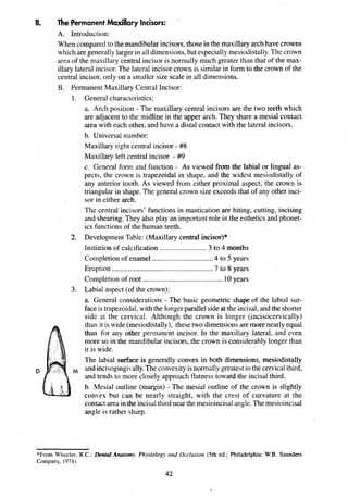 II. The PermanentMaxillary Incisors:
A. Introduction:
When compared to the mandibularincisors,those in the maxillary arch have crowns
which aregenerallylargerin all dimensions,but especiallymeslodistally.The crown
area of the maxillary central incisor is normally much greater than that of the max-
illary lateral incisor.The lateral incisor crown is similar in form to the crown of the
central incisor, only on a smaller size scale in all dimensions.
B. Permanent Maxillary Central Incisor:
1. General characteristics:
a. Arch position - The maxillary central incisors are the two teeth which
are adjacent to the midline in the upper arch. They share a mesial contact
area with each other, and have a distal contact with the lateral incisors.
b. Universal number:
Maxillary right central incisor - #8
Maxillary left central incisor - #9
c General form and function - As viewed from the labial or lingual as-
pects, the crown is trapezoidal in shape, and the widest mesiodistally of
any anterior tooth. As viewed from either proximal aspect, the crown is
triangular in shape. The general crown size exceeds that of any other inci-
sor in either arch.
The central incisors' functions in mastication are biting, cutting, incising
and shearing.They also play an important role in the esthetics and phonet-
ics functions of the human teeth.
2. Development Table: (Maxillary central incisor)*
Initiation of calcification ......................... 3 to 4 months
Completion of enamel .................................4 to 5 years
Eruption .......................................................7 to 8 years
Completion of root ...........................................10years
3. Labial aspect (of the crown):
a. General considerations - The basic geometric shape of the labial sur-
faceis trapezoidal,with the longerparallelsideat the incisal, and the shorter
side at the cervical. Although the crown is longer (incisocervically)
than it is wide (mesiodistally), thesetwo dimensionsare more nearly equal
than for any other permanent incisor. In the maxillary lateral, and even
more so in the mandibular incisors, the crown is considerably longer than
it is wide.
The labla1 surface is generally convex in both dimensions, mesiodistally
D and inclsogingi ally.Theconvexityis normally greatest in the cervicalthird,
and tends to more closely approach flatness toward the incisal third.
b. Ales~aloutline (margin) - The mesial outline of the crown is slightly
come but can be nearly straight, with the crest of curvature at the
contact area in the incisalthlrd near the mesioincisal angle.Themesioincisal
angle IS rather sharp.
*From Wheeler, R.C.: L
k
n
t
d Anatomy Physiology and Occlusion (5th ed.; Philadelphia: W.B. Saunders
Company, 1974).
 