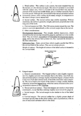 c. Distal outline - This outline is also convex, but more rounded than on
the mesial, as is the distoincisal angle. The crest of curvatureis associated
with the contact area, which is located in the incisal third very near the
junction of the incisal and middle thirds, and so is farther cervically than it
is on the mesial.Althoughthe cervicalhalf of the mesial and distal outlines
D M is normally convex, either outline can be nearly straight, in comparison to
the almost always convex incisal half.
d. Incisal outline - The incisal outline may exhibit mamelons. Without
mamelons,the outline is generally straight,and nearly perpendicularto the
long axis of the tooth.
e. Cervical margin (or CEJ) - The CEJ curves evenlytoward the root. The
crown is narrower mesiodistally at the cervical margin than at the incisal.
f. Other considerations:
Developmental depressions - Two straight, shallow depressions, which .
extendfrom the incisal edgetoward the gingival,and fade out in the middle
third. They are termed, mesiolabial and distolabial developmental depres-
sions, and as has already been pointed out, they represent the division of
the three labial lobes.
Imbrication lines - Faint, curved lines which roughly parallel the CEJ in
the cervical third of the surface. They are not always present.
Height of contour - The height of contour of the labial surfaceis located in
the cervical third.
Max~llary
Central lnclsor
Lablal View
4. Lingual aspect:
a. General considerations - The lingual surface is also roughly trapezoi-
dal. It is slightly narrower mesiodistally than is the labial, slnce both me-
sial and distal surfacesconverge slightly toward the lingual,a featurewhich
is also true of all other anterior teeth. It has both convexitiesand a concav-
ity. The inc~sal
half to two-th~rds
of the surface is a large, usually shallow,
concavity,termed the lingual fossa, whilethe convex structurein the cervi-
cal portion is known as the cingulum.
b. Mesial and distal outl~nes
- These twomargins are similarto their labial
counterparts, except that they convergeslightly more toward the gingival.
c. Incisal margln - The incisal margin is also similar to that of the labial
aspect.
d. Cervical margin - The cervical outline has a slightly greater depth of
curvature apically than on the labial surface, and is asymmetrical,with its
area of maxlmum curvature offset to the distal.
 