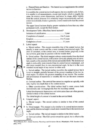 c. General form and function - The lateral incisor supplementsthe central
incisor in function.
It resemblesthe central incisorin all aspects,but on a smaller scale.In fact,
it is smaller in all measurements, except root length, which is roughly the
same. Its relative crown dimensions, and hence its shape, differ slightly
from the central, however. It is relatively longer incisocervically and nar-
rower mesiodistally.It also is generally a more round tooth than the central
incisor.
The upper lateral incisors display greater variation in form than any other
permanent tooth, except the third molars.
2. DevelopmentTable: (Maxillary lateral incisor)"
Initiation of calcification ..................................... 1year
Completion of enamel ................................. 4 to 5 years
Eruption ....................................................... 8 to 9 years
Completion of root ........................................... 11years
3. Labial aspect:
a. Mesial outline - This margin resembles that of the central incisor, but
usually is more convex and has a more rounded mesioincisal angle. The
crest of curvature, at the contact area, is located farther gingivally in the
incisal third, quite near itsjunction with the middle third.
b. Distal outline -The distal margin is alwaysmorerounded than the distal
outline of the central incisor, with a more cervically placed crest of curva-
ture, usually at thejunction of the incisaland middlethirds.The distoincisal
angle is noticeably more rounded than its central incisor counterpart, and
also more rounded than its own mesioincisal angle. In fact it is the most
D M rounded incisal angle of any incisor in either arch.
c. Incisal outline - The incisal outline resembles the central incisor, but it
is not so straight, partially because of the greater rounding of the two in-
cisal angles. It exhibits the greatest rounding of any incisor. The number
and prominence of mamelons is variable, but two are the most common
finding.
d. Cervical outline - The cervical line curves in a regular arc apically,with
only slightly less depth than in the central incisor.
e. Other considerations - The labial surface itself is more convex both
mesiodistally and incisogingivallythan the maxillary central.
Labial developmentaldepressions and imbrication lines are often present,
similar to those of the central incisor.
The labial height of contour is located in the cervical third.
4. Lingual aspect:
a. Mesial margin - The mesial outline is similar to that of the central
incisor.
D b. Distal margin - This margin is also similar to its central incisor counter-
part, andthedistoincisalangleismuchmoreroundedthanisthemesioincisal
angle.
c. Incisal outline - The incisal margin is similar to the labial aspect.
d. Cervical outline - The CEJ curves toward the apical, but is offset to the
distal.
*FromWheeler, R.C.:Dental Anatomy, Physiology and Occlusion (5th ed.;Philadelphia:W.B. Saunders Com-
pany, 1974).
47
 