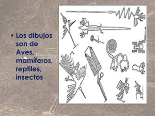 • Los dibujos 
son de 
Aves, 
mamíferos, 
reptiles, 
insectos 
 