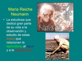 Maria Reiche 
Neumann 
• La estudiosa que 
dedicó gran parte 
de su vida a la 
observación y 
estudio de estas 
lineas que 
relacionan la 
agricultura, al agua 
y a la astronomía 
 