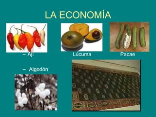 LA ECONOMÍA 
– Ají Lúcuma Pacae 
– Algodón 
 