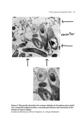 Cómo preparar fotografías útiles 85 
Figura 9. Micrografía electrónica de secciones delgadas de Desulfomaculum nigrifi-cans. 
Fotografía original (arriba) y recortada para ilustrar más claramente la for-mación 
de esporas (abajo) 
(Cedida amablemente por Rivers Singleton, Jr. y Roger Buchanan) 
 