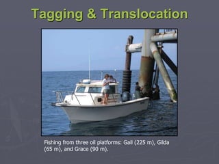 Tagging & Translocation
Fishing from three oil platforms: Gail (225 m), Gilda
(65 m), and Grace (90 m).
 