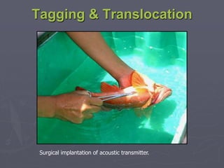 Tagging & Translocation
Surgical implantation of acoustic transmitter.
 