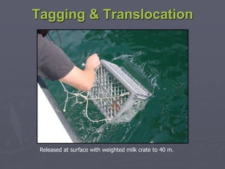 Tagging & Translocation
Released at surface with weighted milk crate to 40 m.
 