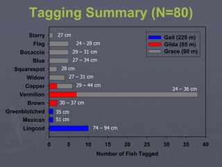 Tagging Summary (N=80)
Number of Fish Tagged
0 5 10 15 20 25 30 35 40
Lingcod
Mexican
Greenblotched
Brown
Vermilion
Copper
Widow
Squarespot
Blue
Bocaccio
Flag
Starry Gail (225 m)
Gilda (65 m)
Grace (90 m)
27 cm
29 – 31 cm
24 - 28 cm
28 cm
27 – 34 cm
27 – 31 cm
29 – 44 cm
24 – 36 cm
35 cm
30 – 37 cm
51 cm
74 – 94 cm
 