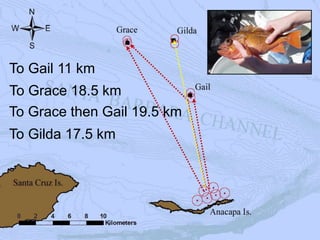 Lingcod (OELO)
Vermilion (SMIN)
Copper (SCAU)
Brown (SAUR)
To Gail 11 km
To Grace 18.5 km
To Grace then Gail 19.5 km
To Gilda 17.5 km
 
