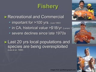 ►Last 20 yrs local populations and
species are being overexploited
(Lea et al. 1999)
Fishery
►Recreational and Commercial
 important for >100 yrs. (Lea 1992)
 in CA, historical value >$1B/yr (Lenarz 1986)
 severe declines since late 1970s
images from sportfishingreport.com
 