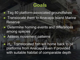 Goals
► Tag 80 platform-associated groundfishes
► Translocate them to Anacapa Island Marine
Reserve
► Determine homing events and differences
among species
► Assess movement patterns
► HA: Translocated fish will home back to oil
platforms from Anacapa even if provided
with suitable habitat of comparable depth
 