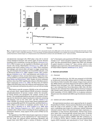 S. Mukherjee et al. / The International Journal of Biochemistry & Cell Biology 45 (2013) 1516–1524 1517
Fig. 1. (A) Expression level of collagen A1 (Col1), ﬁbronectin 1 (Fn1) and smooth muscle actin (SMA) genes in the cell culture we are working with. All results are shown
as mean ± SEM, *p < 0.05 vs. SMA gene expression; n = 6 in each group. (B) Human pulmonary ﬁbroblasts at rest (without any treatment). Transmitted light image (i), and
confocal ﬂuorimetric emitted images (ii). (C) Representative trace of ﬂuorimetric activity in one naive ﬁbroblast: no Ca2+
waves are evident.
and glomerular mesangial cells. PDGF plays a key role in several
critical biological functions and various types of tissue diseases
including tissue remodeling, scarring and ﬁbrosis (Donovan et al.,
2013). PDGF receptors are up-regulated in ﬁbroblasts and smooth
muscle cells during inﬂammation (Terracio et al., 1988) and in
patients with severe asthma (Lewis et al., 2005). PDGF stimulates
macrophages and several other cell types to trigger wound heal-
ing, and stimulates the production of several ECM molecules, such
as ﬁbronectin (Blatti et al., 1988), collagen (Canalis, 1981), proteo-
glycans (Schönherr et al., 1991), and hyaluronic acid (Heldin et al.,
1989). In addition to these, several observations suggest that over-
activity of PDGF is associated with various ﬁbrotic conditions in the
lung (Heldin and Westermark, 1999). Studies of severe asthmatic
patients show that PDGF signiﬁcantly enhances ﬁbroblast procol-
lagen I expression (Lewis et al., 2005). All these lines of evidence
suggest that PDGF plays a key role in ﬁbrosis and lung disease: how-
ever, the molecular mechanisms by which it acts are still not totally
clear.
PDGF binds to speciﬁc receptors (PDGFR) on the cell membrane
and activates them. Ligand-induced PDGFR activation stimulates
autophosphorylation of tyrosine residues within the intracellu-
lar kinase domain and upregulates the catalytic activity of the
kinases. This autophosphorylation also leads to formation of dock-
ing sites for downstream signal transduction molecule containing
SH2 domains, such as Crk, Grb2, Grb7, and Nck. (Heldin et al.,
1998). PDGFRs can activate several major kinase-mediated path-
ways, including ERK, Jak/STAT, PI3-kinase/Akt, and NF␬B (Ball et al.,
2010). PDGF is also known to modulate cytosolic levels of cal-
cium ([Ca2+]i) (Bisaillon et al., 2010; Cuddon et al., 2008; Egan
et al., 2005; Espinosa-Tanguma et al., 2011), which may in turn
modulate other cellular events including the kinase pathways just
mentioned: however, many aspects of this action of PDGF are far
from clear.
We hypothesize that PDGF-induced gene expression in human
pulmonary ﬁbroblasts can be regulated by Ca2+-wave frequency.
For this study, we cultured human pulmonary ﬁbroblasts and
treated them with PDGF and/or a variety of blockers. Confocal
[Ca2+]i ﬂuorimetry and quantitative RT-PCR were used to monitor
changes in Ca2+ waves and gene expression, respectively. Further-
more, the data presented herein suggest that PDGF acts through
IP3-gated channels to initiate Ca2+ wave activity, which in turn
modulates gene expression. This work builds on our previous study
of TGF␤-evoked responses (Mukherjee et al., 2012).
2. Materials and methods
2.1. Chemicals
PDGF-AB (PeproTech Inc., NJ, USA) was prepared in 0.25% BSA
in 10 mM acetic acid in PBS solution (pH 4.5). D-PBS was obtained
from Thermo Fisher Scientiﬁc (ON, Canada). Oregon Green calcium
dye, RPMI medium and Hank’s Balanced Salt Solution (HBSS) were
obtained from Invitrogen (CA, USA). Ryanodine and Xestospon-
gin C were obtained from Tocris Biosciences (MN, USA). All other
chemicals were obtained from Sigma-Aldrich Chemical Company,
(ON, Canada) unless otherwise speciﬁed, and prepared in absolute
EtOH (ryanodine, U73122), DMSO (CPA), or as aqueous solutions.
Aliquots were then diluted with HBSS to get the desired concentra-
tion.
2.2. Isolation and culture of ﬁbroblasts
All experimental procedures were approved by the St. Joseph’s
Hospital Board of Ethics. Human primary ﬁbroblasts were obtained
from the lungs of ten patients (5 male, 5 female; aged 60–80
years) undergoing lung surgery for pulmonary nodules following
informed consent. None of the patients had major respiratory co-
morbidities or lung function abnormalities. Normal lung tissues
were taken from macroscopically normal lung areas, as distant
from the nodules as possible, and cultivated in 35 mm tissue cul-
ture dishes in explant medium (DMEM +20% FBS + antibiotics) at
37 ◦C in 95% air, 5% CO2. After 2–3 weeks, cells were trypsinized by
trypsin–EDTA treatment and subcultured in 75 cm2 culture ﬂask
 