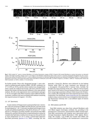 1518 S. Mukherjee et al. / The International Journal of Biochemistry & Cell Biology 45 (2013) 1516–1524
Fig. 2. PDGF-evoked Ca2+
waves in human ﬁbroblasts. (A) Confocal ﬂuorimetric images of PDGF (10 ng/ml, O/N) treated ﬁbroblasts at various time points (as indicated)
during a full-length recording; changes in [Ca2+
]i are evident in the ﬁbroblasts indicated by white arrows. (B) [Ca2+
]i transients propagated throughout the cell as waves:
white arrows indicate the position of the [Ca2+
]i wave at different time points (as indicated). Background intensity was subtracted using Image J software. (C) Representative
ﬂuorimetric traces from a cell treated with vehicle alone (0.25% BSA in 10 mM acetic acid in PBS; i) or PDGF (10 ng/ml; ii). (D) Mean (± SEM) Ca2+
frequency after vehicle and
PDGF treatments. *p < 0.05 vs. vehicle, n = 5 in each group.
for further growth. These cells, designated passage 1, were culti-
vated in standard growth medium (RPMI + 10% FBS + antibiotics) at
37 ◦C in 95% air, 5% CO2 and the culture medium was changed three
times a week. For confocal microscopy, cells were cultured in glass
bottom Petri dishes till they became conﬂuent in the same growth
medium. All cells in the experiments were used between passages
5–10. For overnight (O/N) PDGF treatment and/or different blocker
treatment, conﬂuent cells were incubated with medium containing
the required amount of reagent (∼18–20 h).
2.3. Ca2+-ﬂuorimetry
A stock solution of Oregon Green (acetoxymethyl ester; Invitro-
gen, USA) was prepared in DMSO and 20% pluronic acid and stored
in small aliquots at −20 ◦C. Cells were incubated with Oregon Green
(5 ␮M) and sulfobromophthalein (100 ␮M) for 40 min at 37 ◦C, then
placed in a Plexiglass recording chamber and perfused with HBSS
solution for a period of 30 min prior to experimentation to allow for
complete dye hydrolysis. Confocal microscopy was then performed
at room temperature (21–23 ◦C) using a custom-built apparatus
described previously (Janssen et al., 2009); recording rate was
generally 1 frame/10 s. Blockers were delivered via the bathing
solution while PDGF for acute treatment was delivered via
a micropipette (PicospritzerTM II, General Valve, Fairﬁeld, NJ)
brought into close proximity of the cell (∼100 ␮m). Picture frames
were stored in TIF stacks of several hundred frames on a local hard
drive using image acquisition software (Video Savant 4.0; IO Indus-
tries, London, ON). Image ﬁles were then imported into Scion (Scion
Corporation; free download: www.scioncorp.com) for subsequent
analysis using a custom written macro designed to determine aver-
age ﬂuorescence intensity over a user-deﬁned region of interest
(10 × 10 pixels).
2.4. RNA isolation and RT-PCR
Total RNA isolation was done from cultured ﬁbroblasts with
1 ml TRIzol reagent (Invitrogen, Carlsbad, CA), according to the
manufacturer’s instructions, and dissolved in DEPC-treated water.
Total RNA concentration and integrity were determined with a
microgel bioanalyzer (Agilent Bioanalyzer 2100; Agilent, Missis-
sauga, ON, Canada). 1 ␮g of RNA was treated with DNAse and
reverse-transcribed according to the manufacturer’s instructions
 