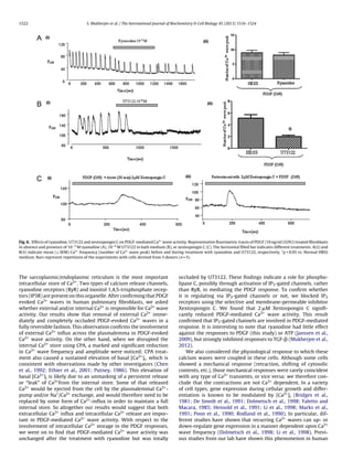 1522 S. Mukherjee et al. / The International Journal of Biochemistry & Cell Biology 45 (2013) 1516–1524
Fig. 6. Effects of ryanodine, U73122 and xestospongin C on PDGF-mediated Ca2+
wave activity. Representative ﬂuorimetric traces of PDGF (10 ng/ml (O/N)) treated ﬁbroblasts
in absence and presence of 10−5
M ryanodine (A), 10−6
M U73122 in bath medium (B), or xestospongin C (C). The horizontal ﬁlled bar indicates different treatments. A(ii) and
B(ii) indicate mean (± SEM) Ca2+
frequency (number of Ca2+
wave peak) before and during treatment with ryanodine and U73122, respectively. *p < 0.05 vs. Normal HBSS
medium. Bars represent repetitions of the experiments with cells derived from 5 donors (n = 5).
The sarcoplasmic/endoplasmic reticulum is the most important
intracellular store of Ca2+. Two types of calcium release channels,
ryanodine receptors (RyR) and inositol 1,4,5-trisphosphate recep-
tors (IP3R) are present on this organelle. After conﬁrming that PDGF
evoked Ca2+ waves in human pulmonary ﬁbroblasts, we asked
whether external and/or internal Ca2+ is responsible for Ca2+ wave
activity. Our results show that removal of external Ca2+ imme-
diately and completely occluded PDGF-evoked Ca2+ waves in a
fully reversible fashion. This observation conﬁrms the involvement
of external Ca2+ inﬂux across the plasmalemma in PDGF-evoked
Ca2+ wave activity. On the other hand, when we disrupted the
internal Ca2+ store using CPA, a marked and signiﬁcant reduction
in Ca2+ wave frequency and amplitude were noticed; CPA treat-
ment also caused a sustained elevation of basal [Ca2+]i, which is
consistent with observations made by other investigators (Chen
et al., 1992; Ethier et al., 2001; Putney, 1986). This elevation of
basal [Ca2+]i is likely due to an unmasking of a persistent release
or “leak” of Ca2+from the internal store. Some of that released
Ca2+ would be ejected from the cell by the plasmalemmal Ca2+-
pump and/or Na+/Ca2+ exchange, and would therefore need to be
replaced by some form of Ca2+-inﬂux in order to maintain a full
internal store. So altogether our results would suggest that both
extracellular Ca2+ inﬂux and intracellular Ca2+ release are impor-
tant in PDGF-mediated Ca2+ wave activity. With respect to the
involvement of intracellular Ca2+ storage in the PDGF responses,
we went on to ﬁnd that PDGF-mediated Ca2+ wave activity was
unchanged after the treatment with ryanodine but was totally
occluded by U73122. These ﬁndings indicate a role for phospho-
lipase C, possibly through activation of IP3-gated channels, rather
than RyR, in mediating the PDGF response. To conﬁrm whether
it is regulating via IP3-gated channels or not, we blocked IP3
receptors using the selective and membrane-permeable inhibitor
Xextospongin C. We found that 2 ␮M Xestospongin C signiﬁ-
cantly reduced PDGF-mediated Ca2+ wave activity. This result
conﬁrmed that IP3-gated channels are involved in PDGF-mediated
response. It is interesting to note that ryanodine had little effect
against the responses to PDGF (this study) or ATP (Janssen et al.,
2009), but strongly inhibited responses to TGF-␤ (Mukherjee et al.,
2012).
We also considered the physiological response to which these
calcium waves were coupled in these cells. Although some cells
showed a mechanical response (retraction, shifting of cytosolic
contents, etc.), those mechanical responses were rarely coincident
with any type of Ca2+ transients, or vice versa: we therefore con-
clude that the contractions are not Ca2+ dependent. In a variety
of cell types, gene expression during cellular growth and differ-
entiation is known to be modulated by [Ca2+]i (Bridges et al.,
1981; De Smedt et al., 1991; Dolmetsch et al., 1998; Faletto and
Macara, 1985; Hensold et al., 1991; Li et al., 1998; Marks et al.,
1991; Poon et al., 1990; Rodland et al., 1990). In particular, dif-
ferent studies have shown that recurring Ca2+ waves can up- or
down-regulate gene expression in a manner dependent upon Ca2+
wave frequency (Dolmetsch et al., 1998; Li et al., 1998). Previ-
ous studies from our lab have shown this phenomenon in human
 