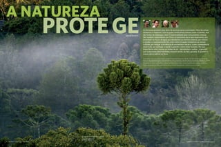 As florestas prestam uma série de serviços para a sociedade. Além de prover
alimentos e materiais, com os quais construímos nossas casas e cidades, elas
são fontes de empregos, lazer e espiritualidade para comunidades inteiras.
São também responsáveis por filtrar os poluentes do ar que respiramos, por
estabilizar os fluxos de água que abastecem os centros urbanos, por reduzir
a erosão e a sedimentação dos solos sobre os quais instalamos as nossas
culturas, por mitigar a incidência de enchentes e secas e, como consequência
disso tudo, por proteger a saúde e garantir o bem-estar humano. Por sua
importância vital, manter as matas de pé – abundantes e sadias – é garantir
que todas essas externalidades estejam sendo, de fato, geradas. É garantir a
nossa sobrevivência na Terra.
Forests deliver a series of services to society. In addition to providing food and raw materials, from which we build houses and cities,
forests are also a source of jobs, leisure and spirituality for whole communities. They also clear the air we breathe of pollutants, stabilize
water flows that supply our urban centers, reduce the erosion and sedimentation of our soil, mitigate the incidence of floods and
droughts and, as a result, protect human health and well-being. Because of their vital role, keeping forests standing – abundant and
healthy – ensures that all of these positive externalities are actually being generated. It ensures our survival on Earth.
A NatureZA
proteGE
A Natureza Importa I The Nature Conservancy 1110 The Nature Conservancy I tnc.org.br
NATURE PROTECTS
Floresta de Araucárias, Mata Atlântica
Araucaria trees, Atlantic Forest
©Adriano Gambarini
 