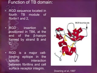 Integrin Rgd Function THE STRUCTRAL AND FUNCTIONAL STUDY OF FIBRILLIN-1 PROTEIN | PPTX