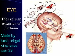 EEYYEE 
The eye is an 
extension of 
the brain 
Made by 
kush sehgal 
xi science 
r.no 29 
 
