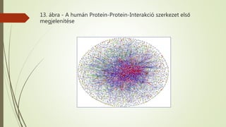 13. ábra - A humán Protein-Protein-Interakció szerkezet első
megjelenítése
 