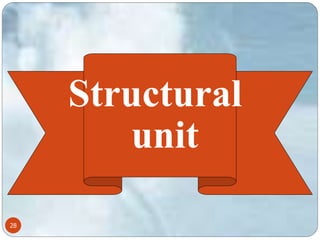 28 
Structural 
unit 
 