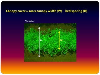 Canopy cover = 100 x canopy width (W) bed spacing (B)
B
Tomato
 