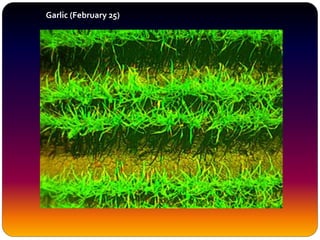 Garlic (February 25)
 