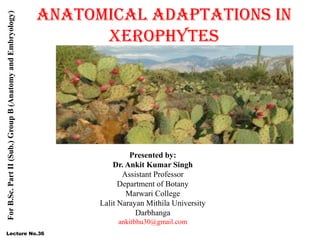 Presented by:
Dr. Ankit Kumar Singh
Assistant Professor
Department of Botany
Marwari College
Lalit Narayan Mithila University
Darbhanga
ankitbhu30@gmail.com
For
B.Sc.
Part
II
(Sub.)
Group
B
(Anatomy
and
Embryology)
Lecture No.36
Anatomical adaptations in
xerophytes
 
