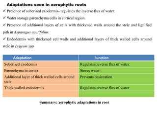 Adaptations seen in xerophytic roots
✓ Presence of suberised exodermis- regulates the inverse flux of water.
✓ Water storage parenchyma cells in cortical region.
✓ Presence of additional layers of cells with thickened walls around the stele and lignified
pith in Asparagus acutifolius.
✓ Endodermis with thickened cell walls and additional layers of thick walled cells around
stele in Lygeum spp
Adaptation Function
Suberised exodermis Regulates reverse flux of water.
Parenchyma in cortex Stores water
Additional layer of thick walled cells around
stele
Prevents desiccation
Thick walled endodermis Regulates reverse flux of water
Summary: xerophytic adaptations in root
 