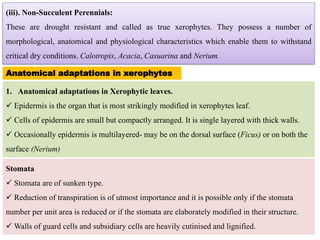 (iii). Non-Succulent Perennials:
These are drought resistant and called as true xerophytes. They possess a number of
morphological, anatomical and physiological characteristics which enable them to withstand
critical dry conditions. Calotropis, Acacia, Casuarina and Nerium.
Anatomical adaptations in xerophytes
1. Anatomical adaptations in Xerophytic leaves.
✓ Epidermis is the organ that is most strikingly modified in xerophytes leaf.
✓ Cells of epidermis are small but compactly arranged. It is single layered with thick walls.
✓ Occasionally epidermis is multilayered- may be on the dorsal surface (Ficus) or on both the
surface (Nerium)
Stomata
✓ Stomata are of sunken type.
✓ Reduction of transpiration is of utmost importance and it is possible only if the stomata
number per unit area is reduced or if the stomata are elaborately modified in their structure.
✓ Walls of guard cells and subsidiary cells are heavily cutinised and lignified.
 