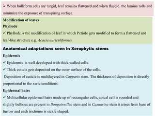 ➢ When bulliform cells are turgid, leaf remains flattened and when flaccid, the lamina rolls and
minimize the exposure of transpiring surface.
Modification of leaves
Phyllode
✓ Phyllode is the modification of leaf in which Petiole gets modified to form a flattened and
leaf-like structure e.g. Acacia auriculiformis
Anatomical adaptations seen in Xerophytic stems
Epidermis
✓ Epidermis is well developed with thick walled cells.
✓ Thick cuticle gets deposited on the outer surface of the cells.
Deposition of cuticle is multilayered in Capparis stem. The thickness of deposition is directly
proportional to the xeric conditions.
Epidermal hairs
✓ Multicellular epidermal hairs made up of rectangular cells, apical cell is rounded and
slightly bulbous are present in Bougainvillea stem and in Casuarina stem it arises from base of
furrow and each trichome is sickle shaped.
 