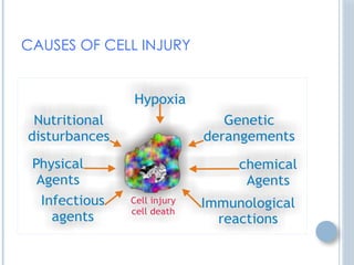 9352_4630 MECHANISMS OF THE CELLINJURY.pptx