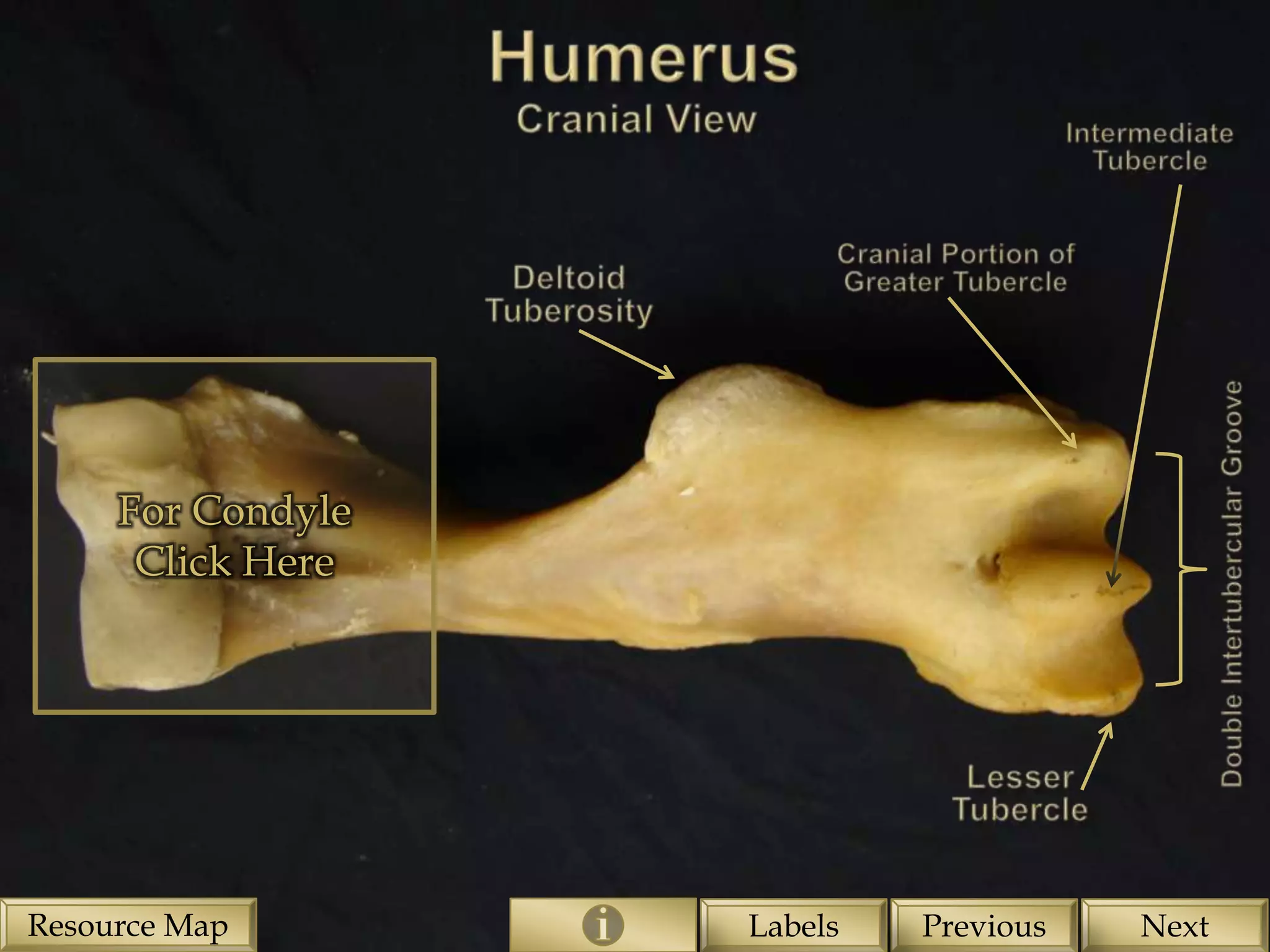 For Condyle
      Click Here




Resource Map       Labels   Previous   Next
 